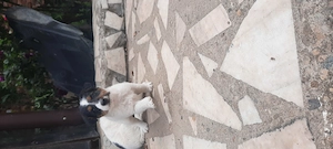 Căței foxterier 