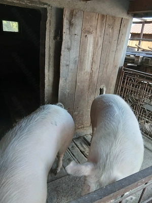 Vând porci de carne cu greutate 170si280kg - imagine 3