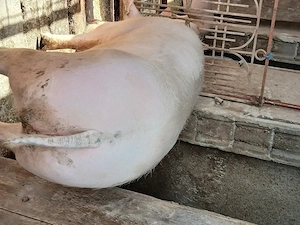 Vând porci de carne cu greutate 170si280kg - imagine 2