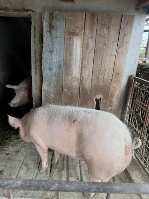 Vând porci de carne cu greutate 170si280kg