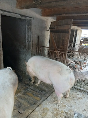 Vând porci de carne cu greutate 170si280kg - imagine 4