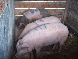 vând porci pentru sacrificare 125-140 kg