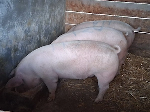 vând porci pentru sacrificare 125-140 kg - imagine 3