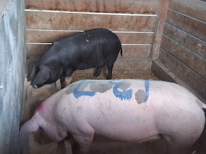 vând porci pentru sacrificare 125-140 kg - imagine 2