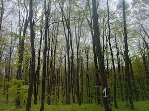 Pădure, veg. forestieră, suprafață de 40ha, Foret de 40 ha, Forest, surface area of   40ha - imagine 2