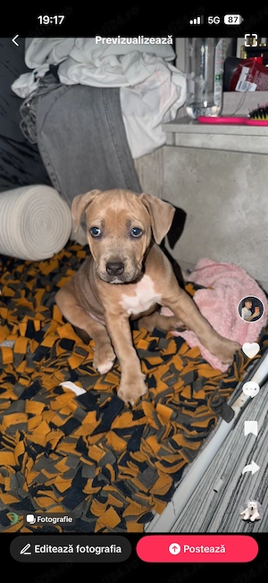 Vând amstaff femelă 