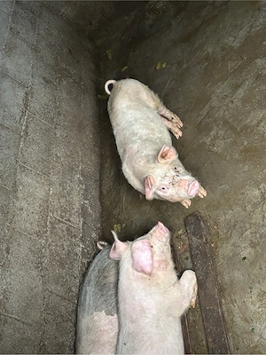 porci de vanzare - imagine 2