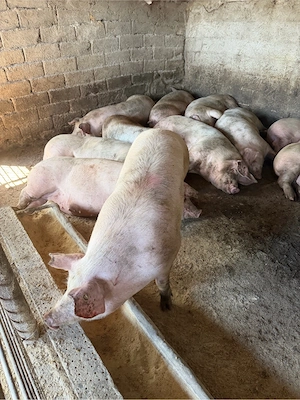 porci rasa de carne  - imagine 5