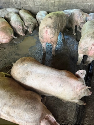porci rasa de carne  - imagine 4