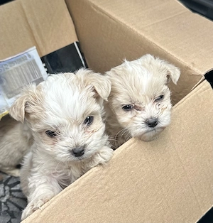 Disponibili 3 câini bichon maltez - imagine 2