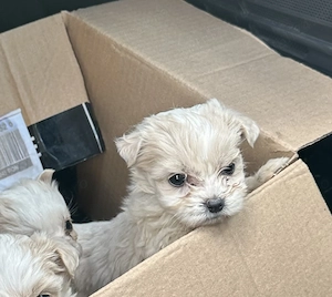 Disponibili 3 câini bichon maltez - imagine 5