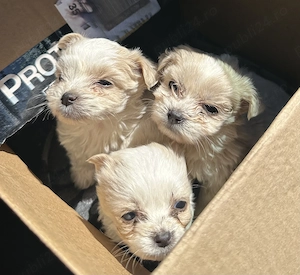 Disponibili 3 câini bichon maltez - imagine 3