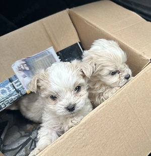 Disponibili 3 câini bichon maltez - imagine 4