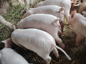 Purcei de vanzare