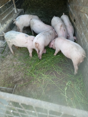 purcei de vânzare 