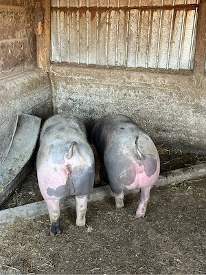 Porc de tara 