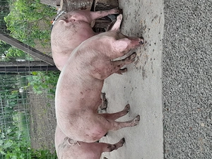 Porci de carne de vânzare - imagine 3