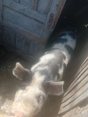 purcea de vanzare 