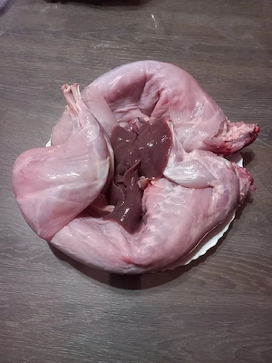 iepuri de casă