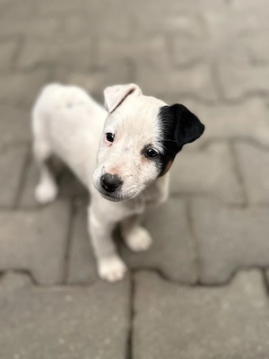 1 pui adorabili de Jack Russell Terrier pitic cu păr scurt  - imagine 4
