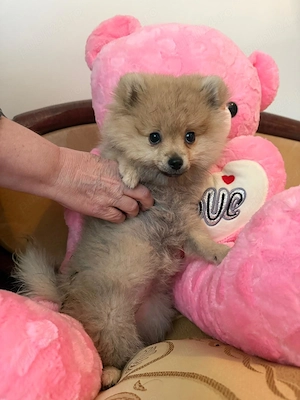 Vinzare pomeranian