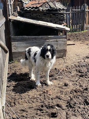 Vând Ciobanesc de Bucovina 