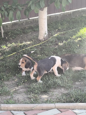 beagle tricolor