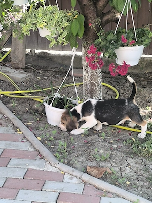 beagle tricolor 2.5 luni 