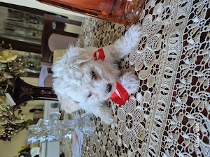 Cățelușe bichon frise 