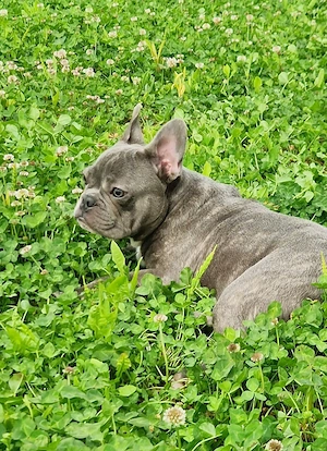 Bulldog francez Blue cu Pedigree - imagine 2