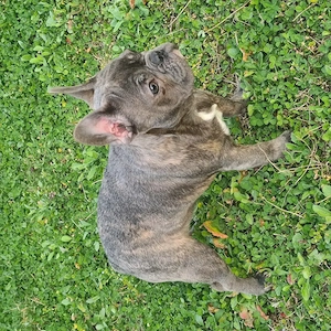 Bulldog francez Blue cu Pedigree - imagine 4