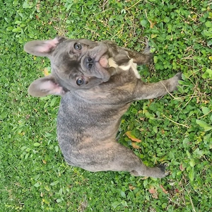 Bulldog francez Blue cu Pedigree - imagine 5