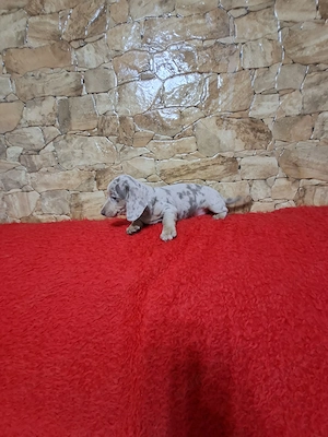 Pui Teckel Arlechin