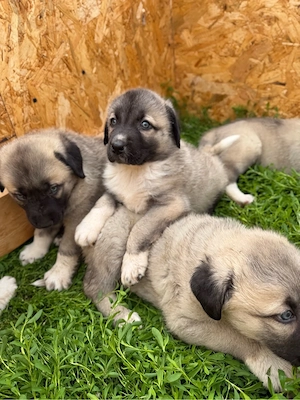 Catei Kangal