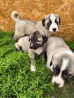 Catei Kangal - imagine 4