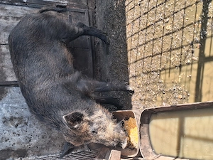 Vand porc mistreț 100kg - imagine 2