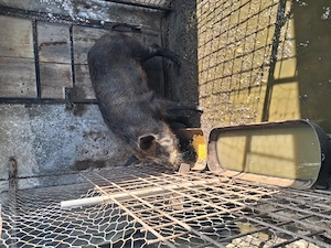 Vand porc mistreț 100kg - imagine 3