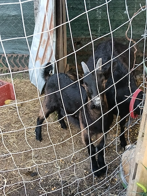 Tapisor alpin francez 3 luni și 20 zile - imagine 3