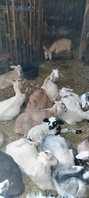 iezi de vânzare pentru Rusalii 