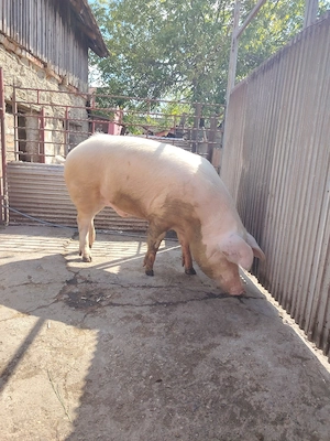 Oferta porc 220 de kg 9 lei kg - imagine 3
