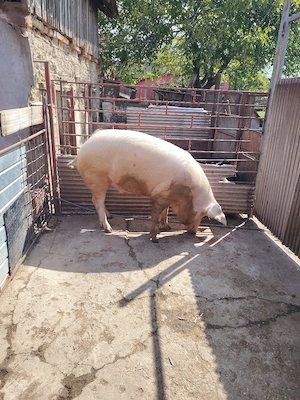 Oferta porc 220 de kg 9 lei kg - imagine 2