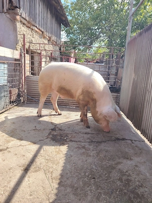 Oferta porc 220 de kg 9 lei kg