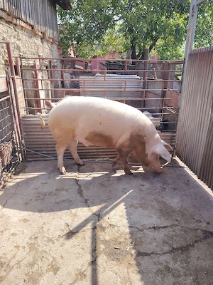 Oferta porc 220 de kg 9 lei kg - imagine 4