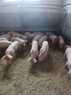 purcei si porci mari 