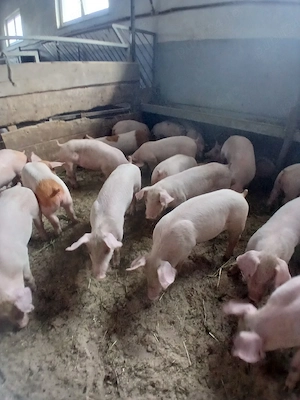 purcei si porci mari  - imagine 2