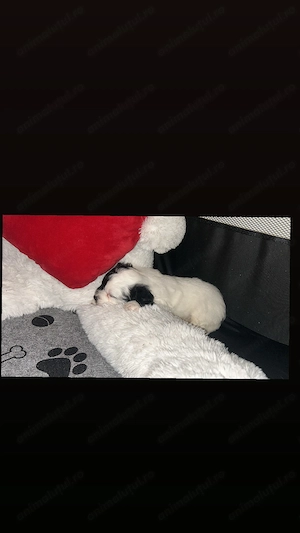 Bichon havanez de vânzare  - imagine 2