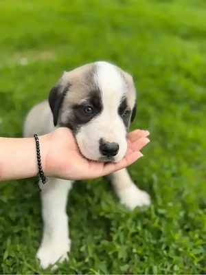 Catei Kangal - imagine 2