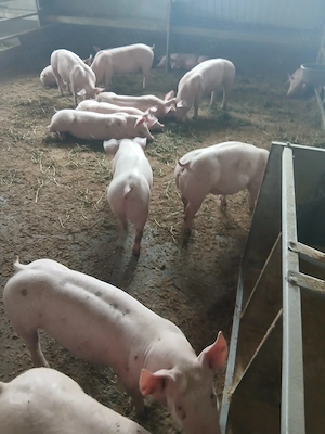 purcei si porci mari  - imagine 3