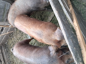 Vând 2 porci duroc .