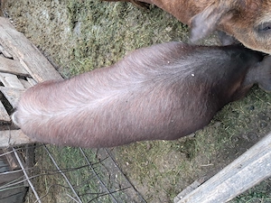 Vând 2 porci duroc . - imagine 2
